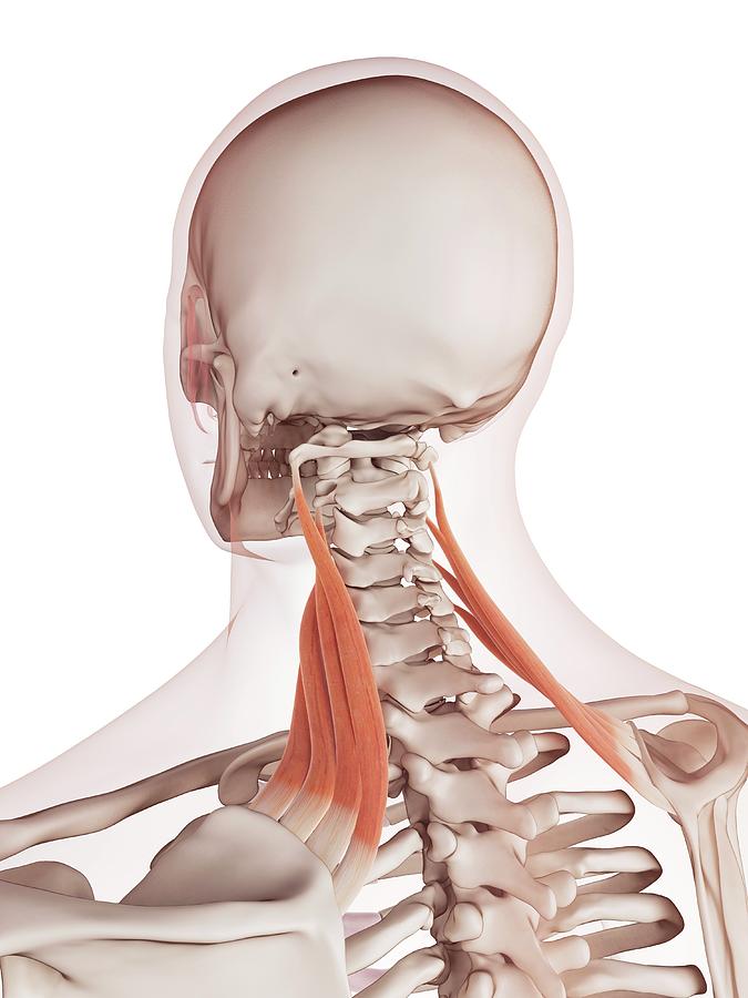 Human Neck Muscles Photograph by Sebastian Kaulitzki/science Photo ...