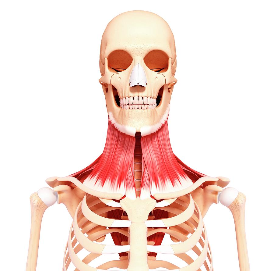 Human Neck Musculature Photograph By Pixologicstudioscience Photo