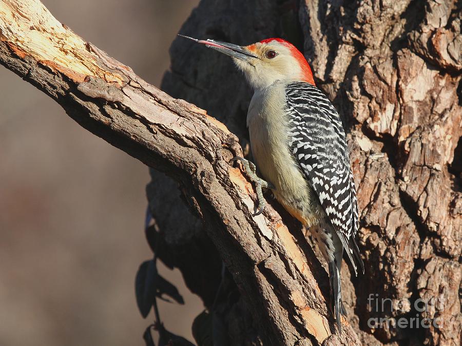 Red-bellied Woodpecker #46 Photograph by Jack R Brock