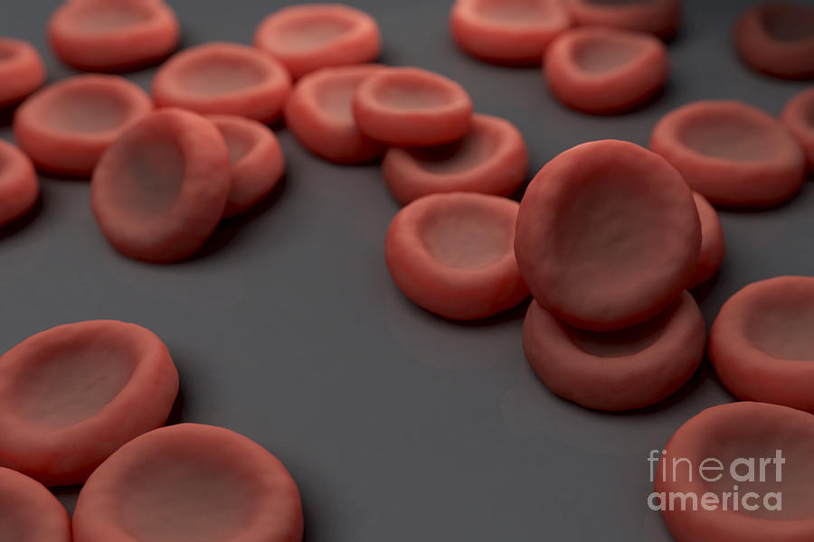 Red Blood Cells #46 Photograph by Science Picture Co
