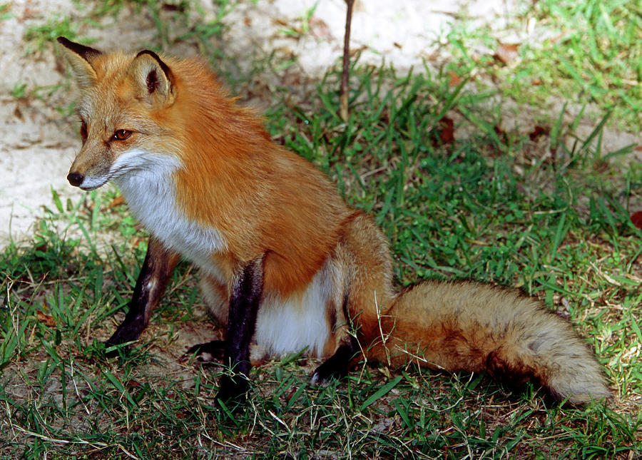 Red Fox #46 Photograph by Millard H. Sharp