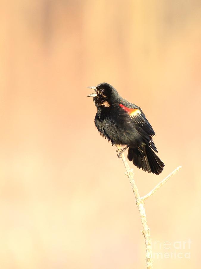 Red-winged Blackbird #46 Photograph by Jack R Brock
