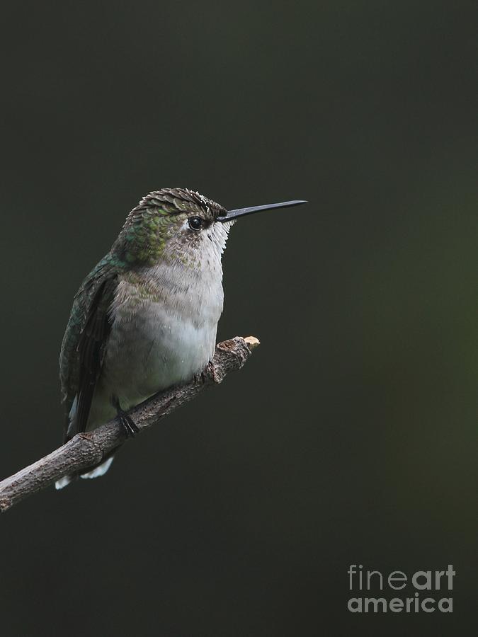 Ruby-throated Hummingbird #46 Photograph by Jack R Brock