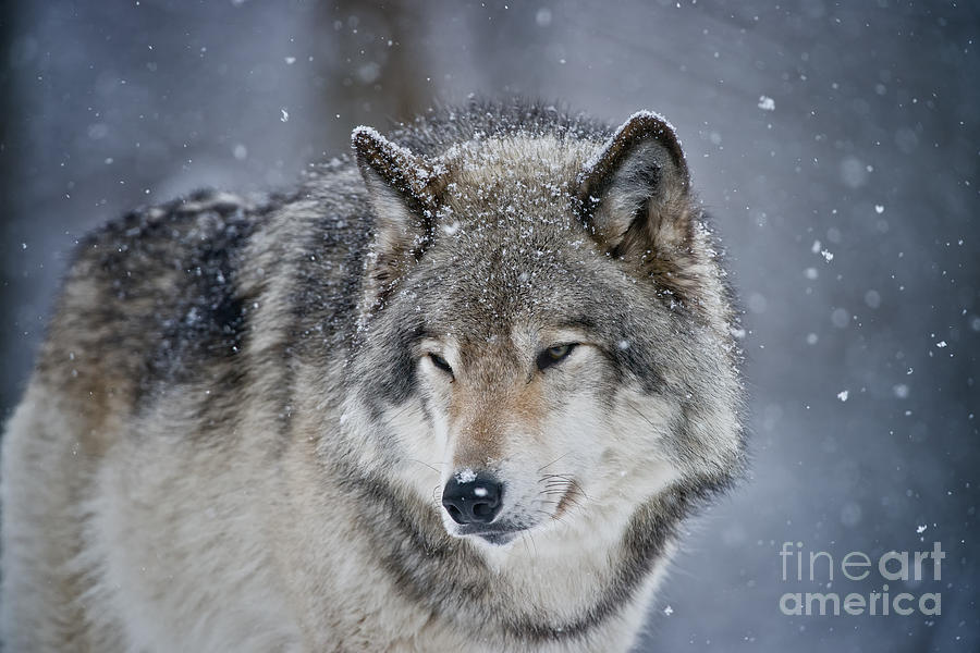 Timber Wolf by Michael Cummings Timber Wolf by Michael Cummings