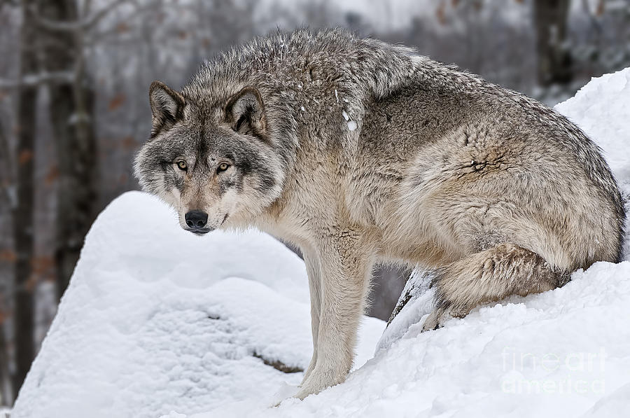 волк во весь рост. царство волка. волк и хаски вместе. царство животные. курт вулф.