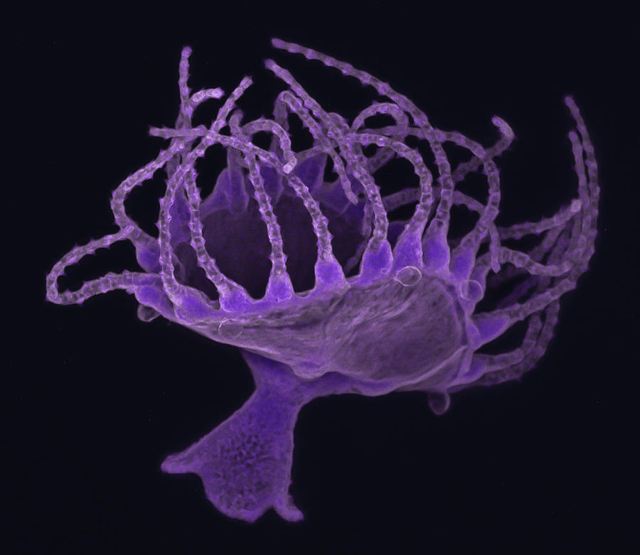 Jellyfish Medusa Photograph by Teresa Zgoda