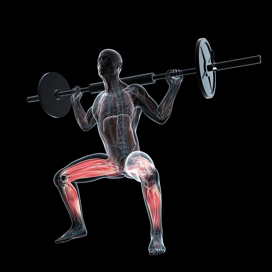 Weightlifter #46 Photograph by Sciepro/science Photo Library - Fine Art ...