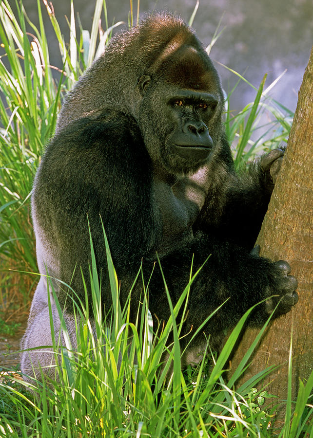 Western Lowland Gorilla #46 Photograph by Millard H. Sharp