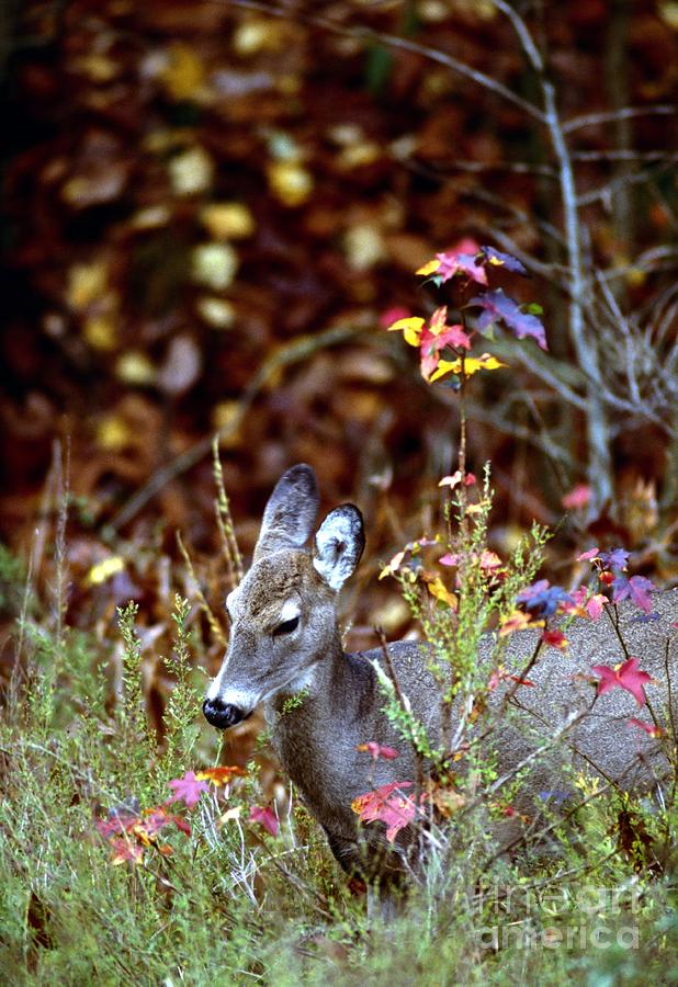 White-tailed Deer #46 Photograph by Jack R Brock