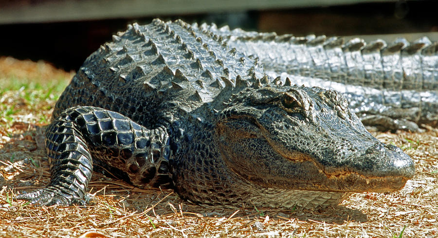 American Alligator #47 Photograph by Millard H. Sharp