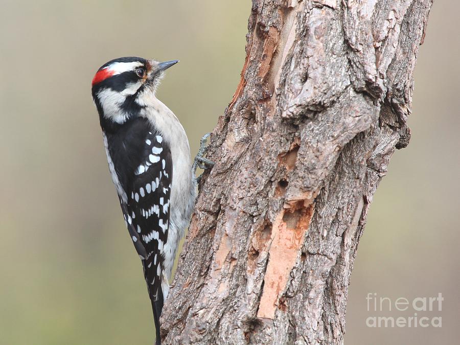 Downy Woodpecker #47 Photograph by Jack R Brock