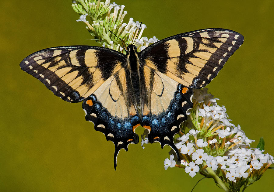 Eastern Tiger Swallowtail Butterfly #47 Photograph by Millard H. Sharp