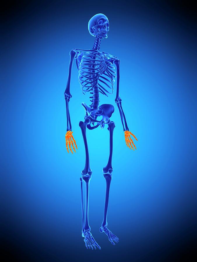 Hand Bones #47 Photograph by Sebastian Kaulitzki/science Photo Library