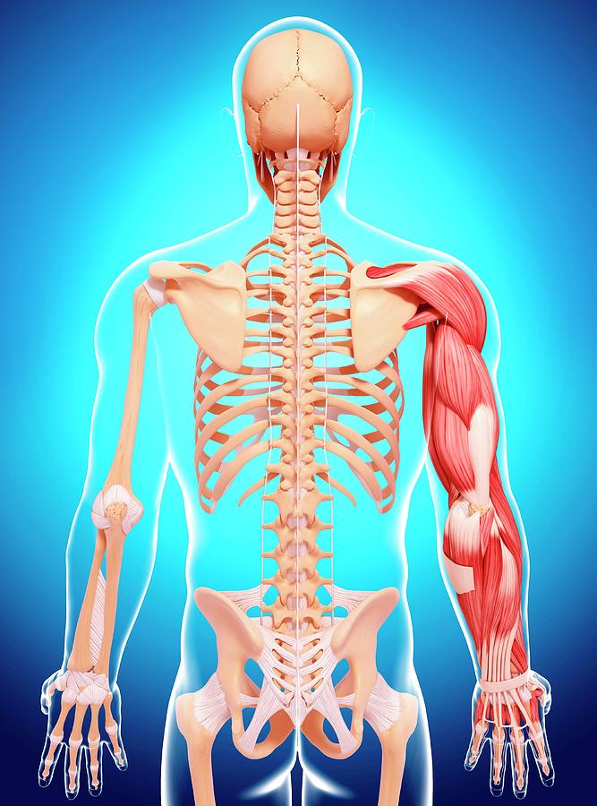 Human Arm Musculature Photograph by Pixologicstudio/science Photo