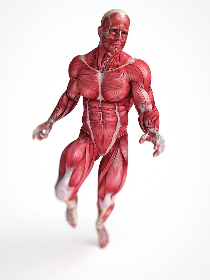 Human Muscular System Photograph By Sebastian Kaulitzki Fine Art America