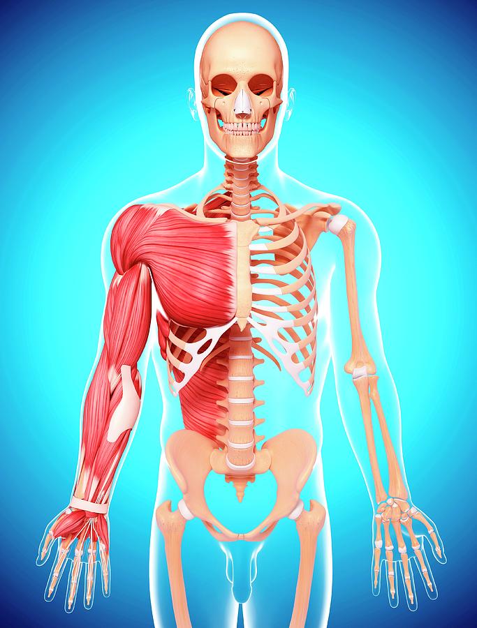 Human Musculature Photograph by Pixologicstudio/science Photo Library ...