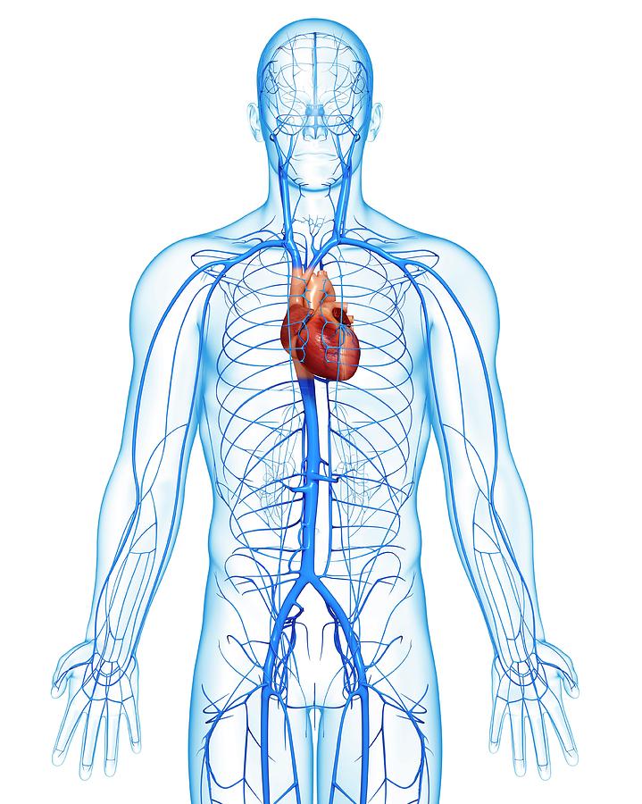 human venous system anatomy