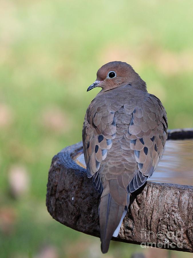 Mourning Dove #47 Photograph by Jack R Brock