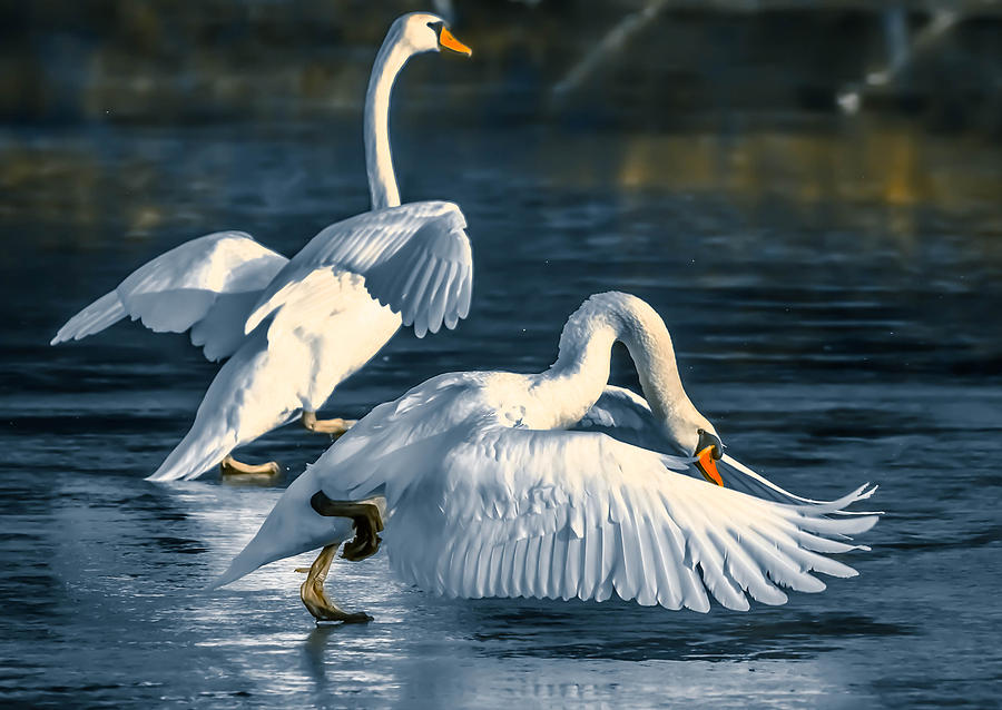 Mute Swans #47 Photograph by Brian Stevens