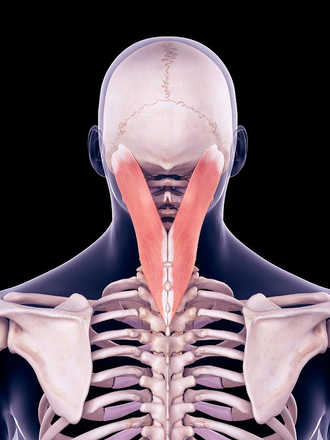 Neck Muscles Photograph by Sebastian Kaulitzki/science Photo Library ...