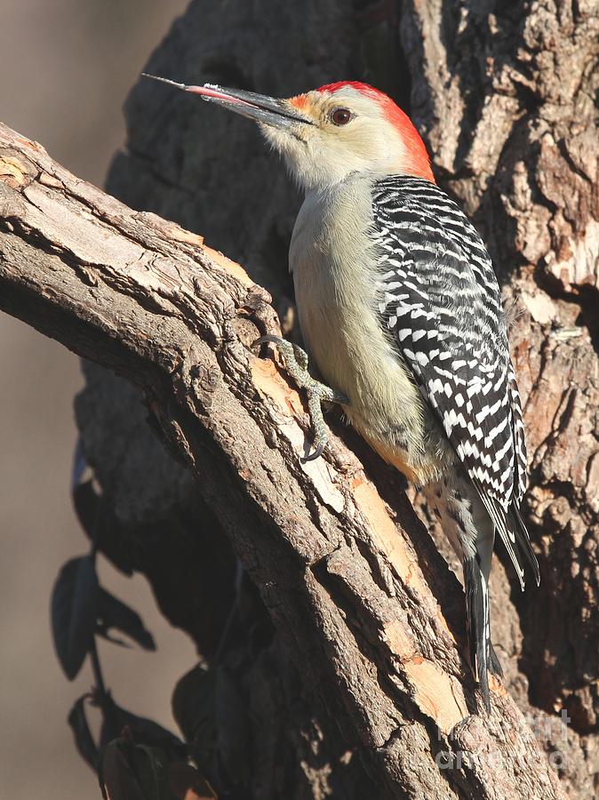 Red-bellied Woodpecker #47 Photograph by Jack R Brock