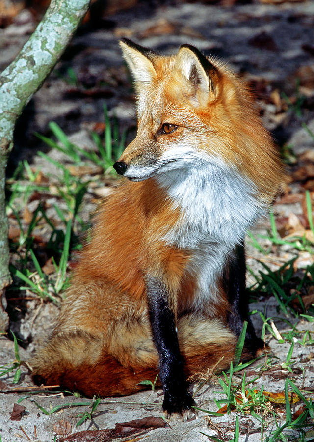 Red Fox #47 Photograph by Millard H. Sharp