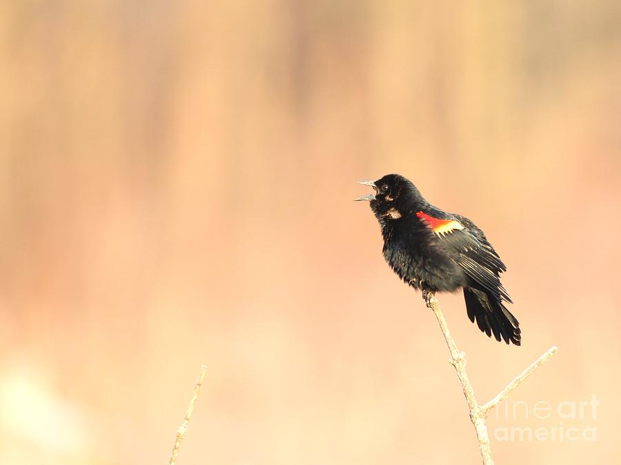 Red-winged Blackbird #47 Photograph by Jack  R Brock