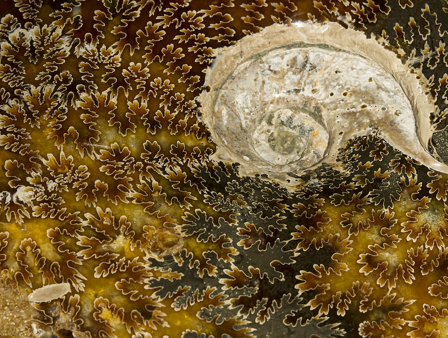Ammonite Closeup Photograph by Jean Noren