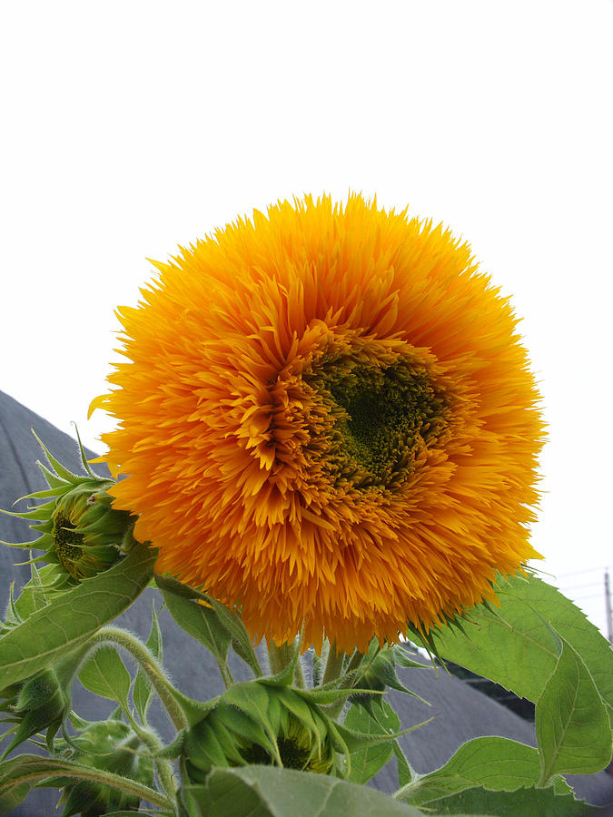 Sunflower #47 Photograph by Bonnie Sue Rauch