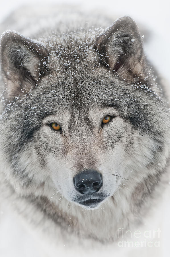 Timber Wolf by Michael Cummings Timber Wolf by Michael Cummings