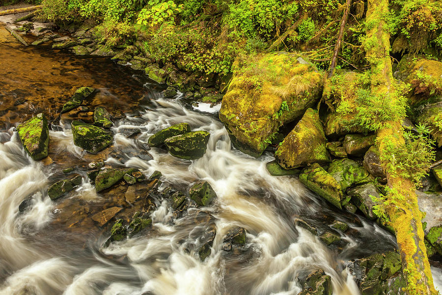 USA, Alaska, Tongass National Forest Photograph by Jaynes Gallery