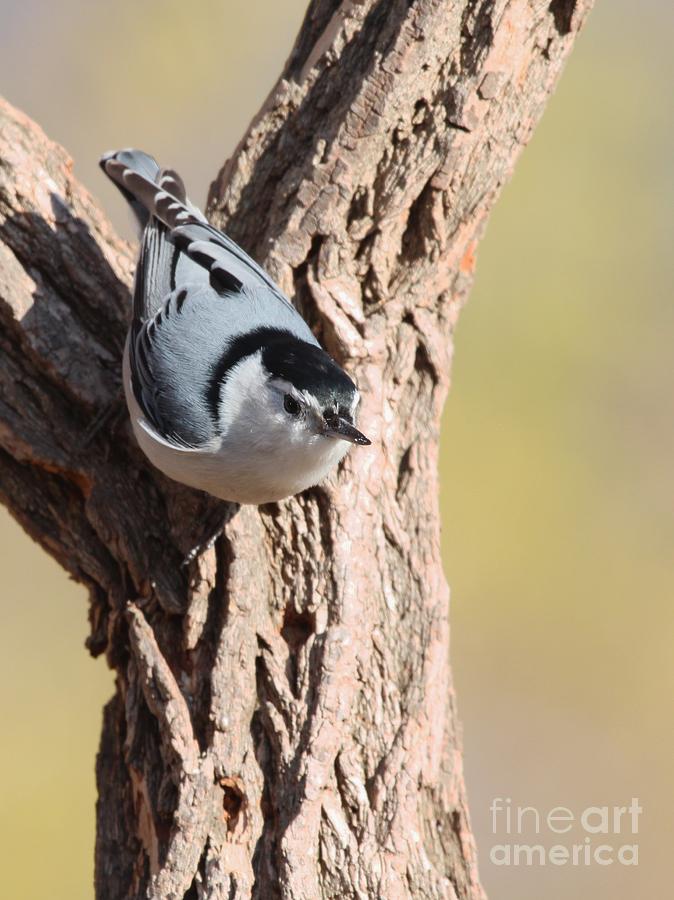 White-breasted Nuthatch #47 Photograph by Jack R Brock
