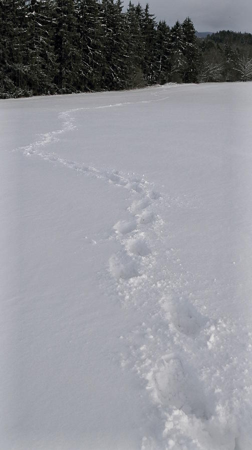 Footsteps In The Snow Photograph by Pavel Jankasek - Fine Art America