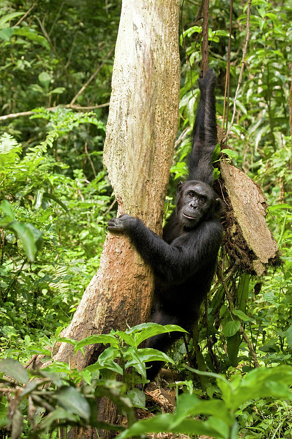 Jungle Photograph - Africa, Uganda, Kibale National Park #48 by Kristin Mosher