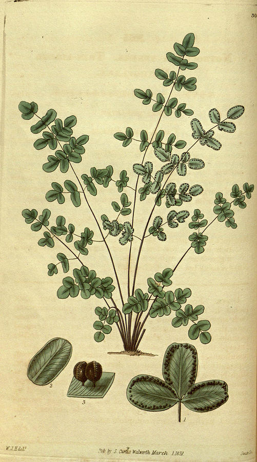 William Hooker Drawing - Botanical Print By Sir William Jackson Hooker #48 by Quint Lox