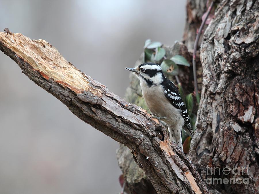 Downy Woodpecker #48 Photograph by Jack R Brock