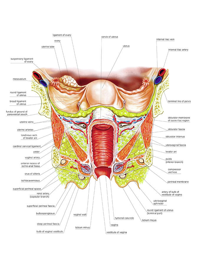 explain female genital system
