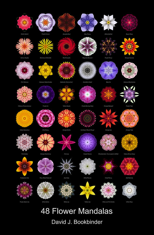 48 Flower Mandalas Photograph by David J Bookbinder