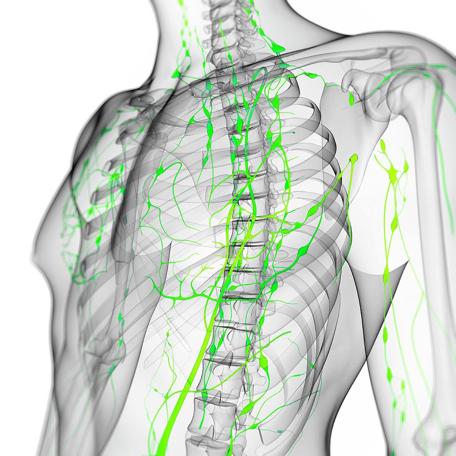 Lymphatic System Photograph by Sciepro/science Photo Library | Fine Art ...