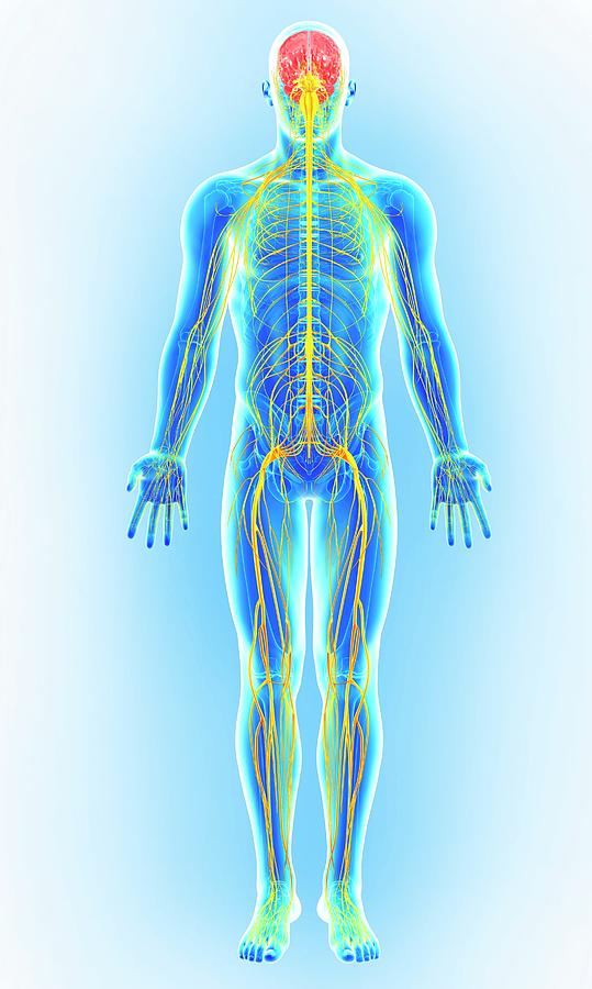 Male Nervous System Photograph By Pixologicstudioscience Photo Library