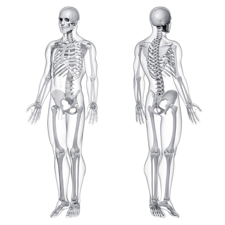 Male Skeleton Photograph by Pixologicstudio/science Photo Library ...