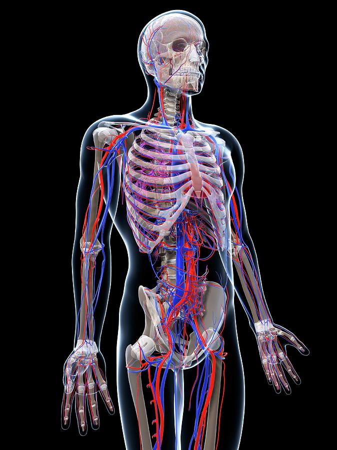 Male Vascular System Photograph by Sciepro/science Photo Library - Fine ...