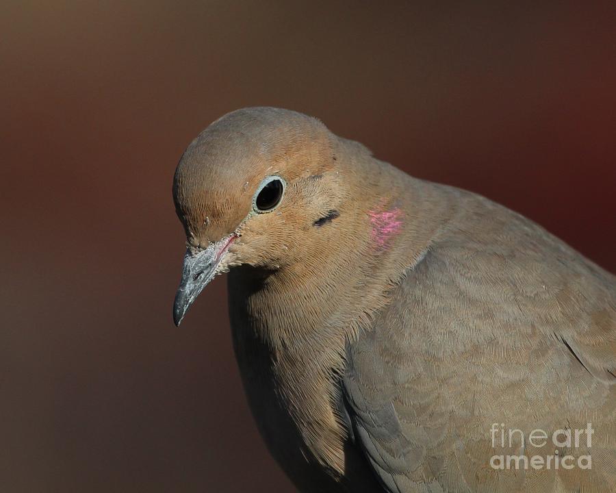 Mourning Dove #48 Photograph by Jack R Brock