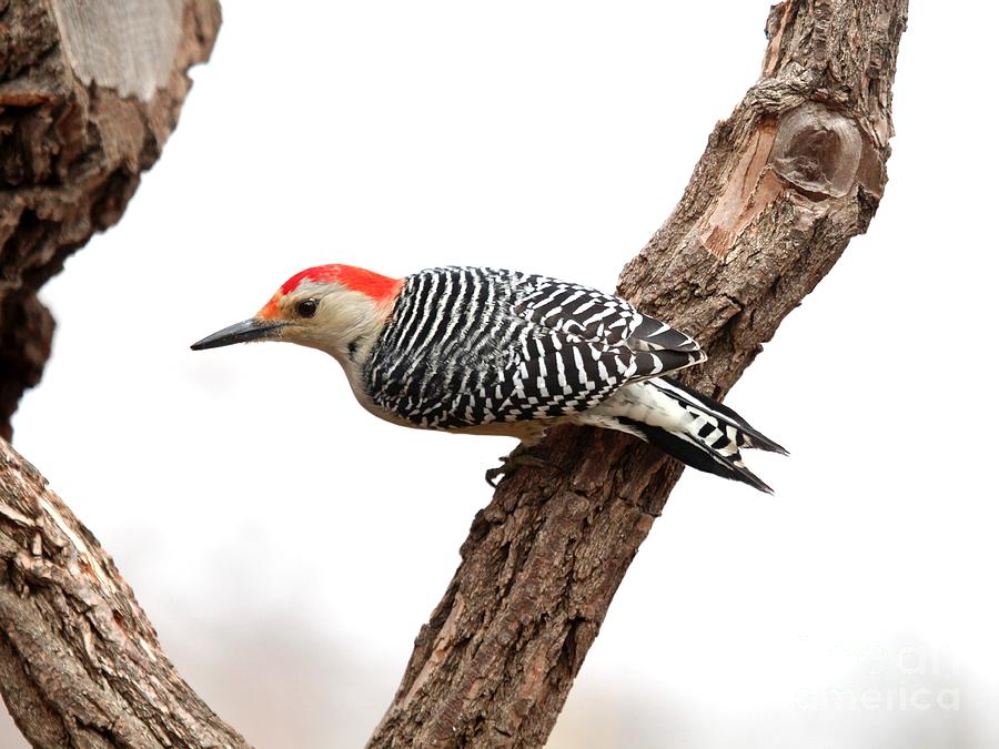 Red-bellied Woodpecker #48 Photograph by Jack R Brock
