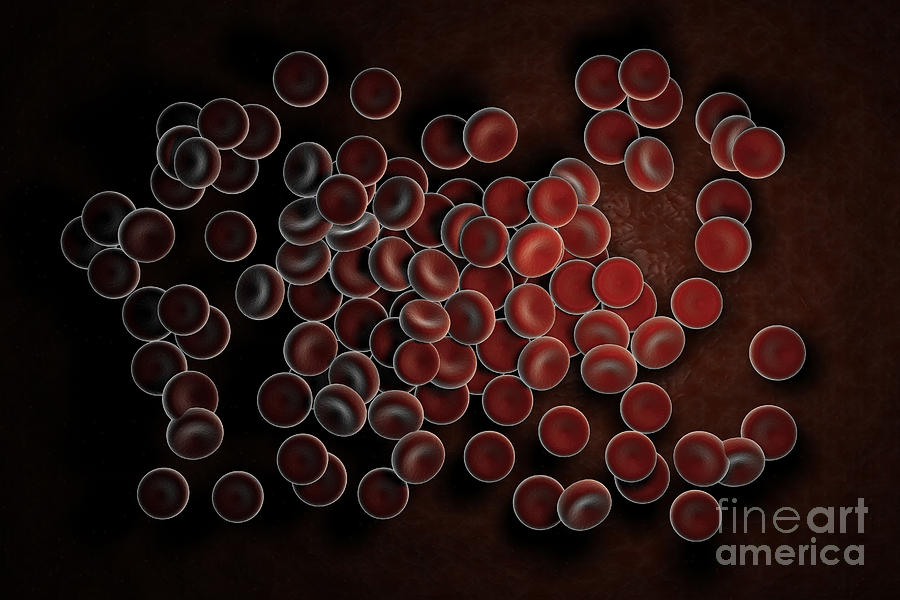 Red Blood Cells #48 Photograph by Science Picture Co