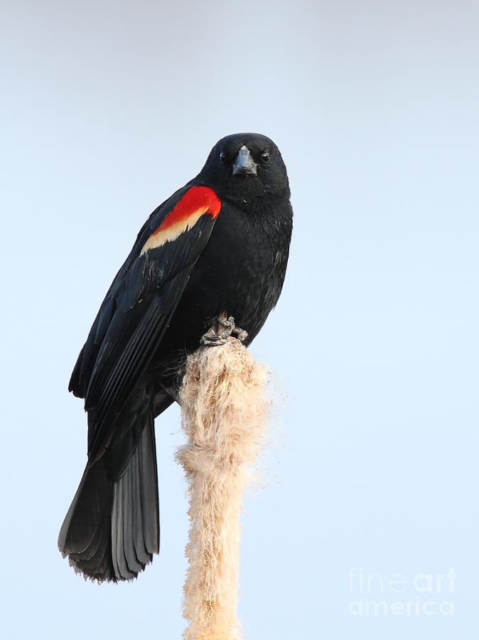 Red-winged Blackbird #48 Photograph by Jack R Brock