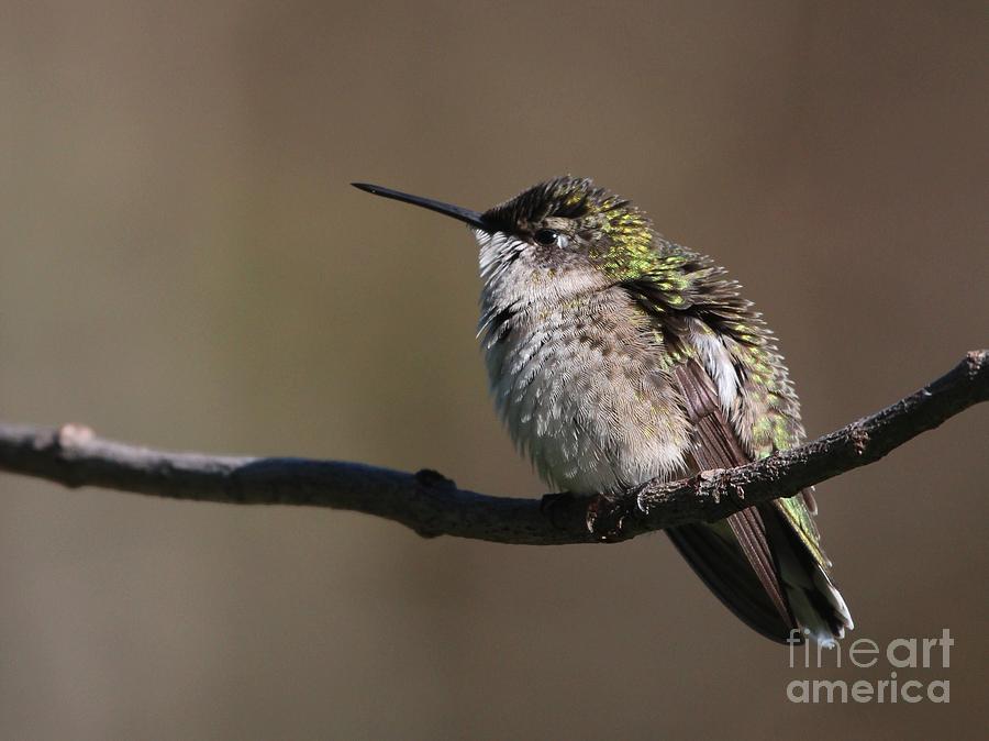 Ruby-throated Hummingbird #48 Photograph by Jack R Brock