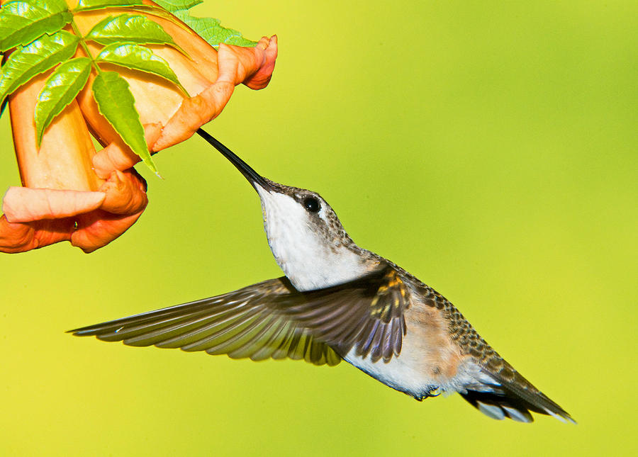 Ruby Throated Hummingbird #48 Photograph by Millard H. Sharp