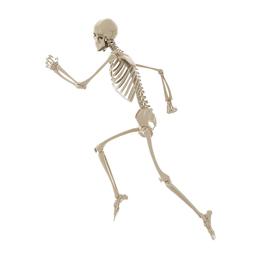 Running Skeleton Photograph by Sciepro/science Photo Library - Pixels