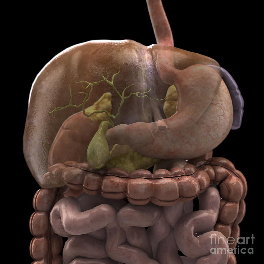 The Digestive System #48 Photograph by Science Picture Co
